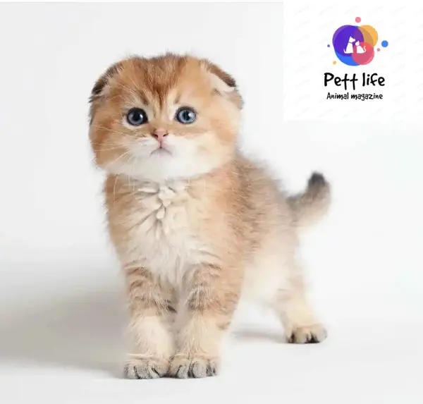 عکس گربه ی جیبی