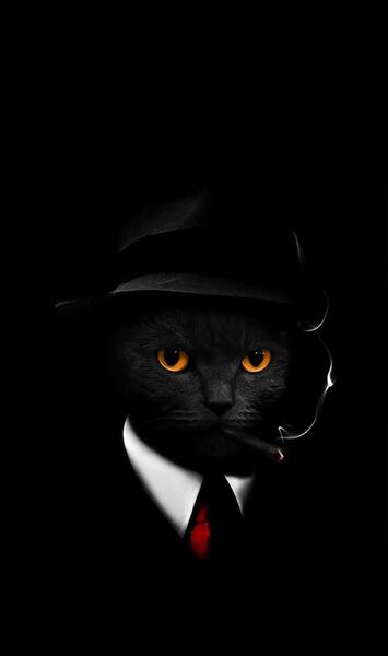عکس جدید گربه سیاه