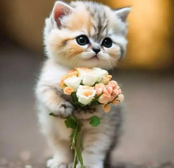عکس گربه های جدید