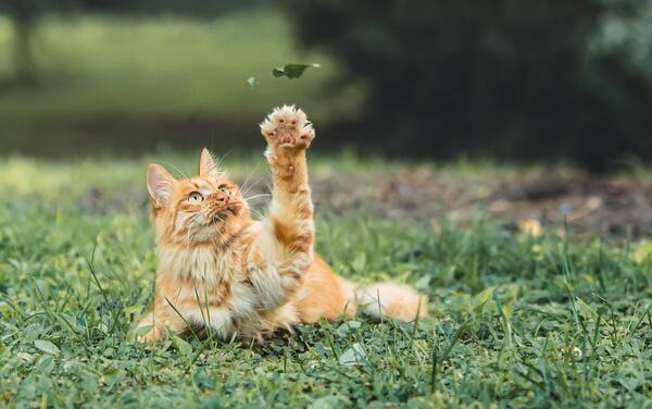 عکس گربه بازی جدید
