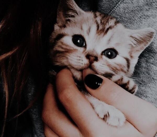 عکس پروفایل گربه جدید