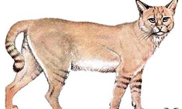 عکس گربه جنگلی وحشی