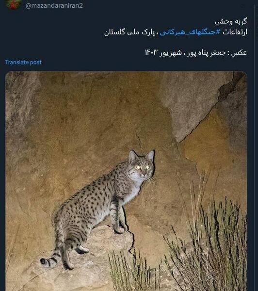 عکس گربه جنگلی وحشی