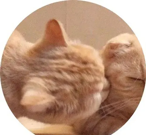 عکس گربه جفتی