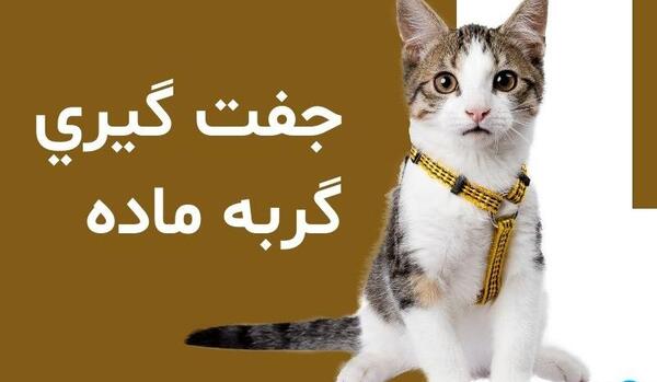 عکس گربه جفتی