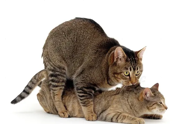 عکس گربه های جفت