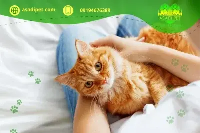 عکس گربه های جفت