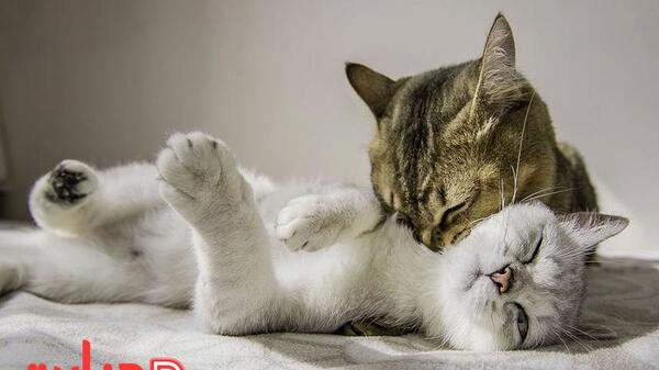 عکس گربه های جفت