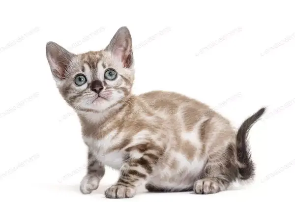 عکس جنین گربه
