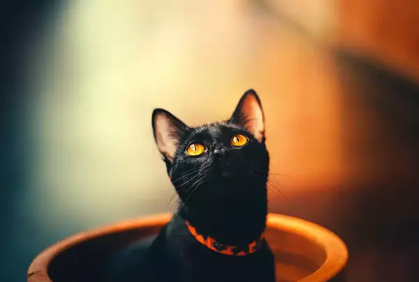 عکس گربه سیاه جنی