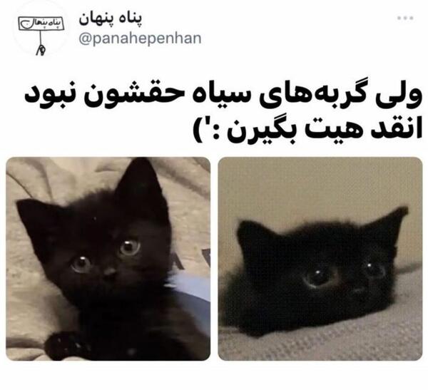 عکس گربه سیاه جنی