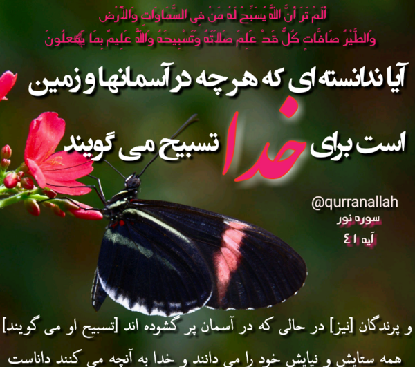 عکس قرآن کریم با تسبیح