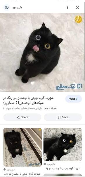عکس گربه های جنی