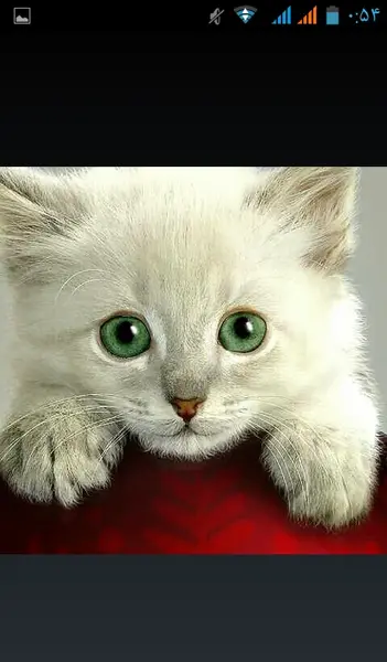 عکس گربه ی چشم سبز