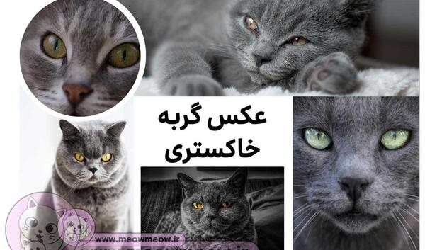 عکس گربه ی چشم سبز