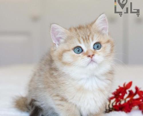عکس بچه گربه چشم سبز