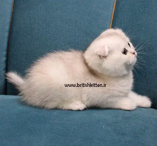 عکس بچه گربه چشم سبز