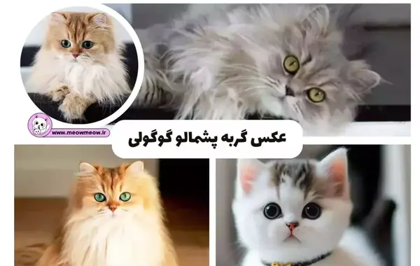 عکس گربه چشم آبی پشمالو