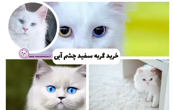 عکس گربه چشم آبی سفید