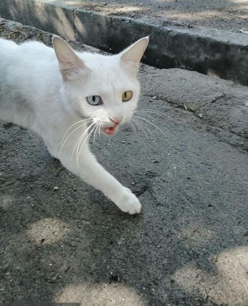 عکس گربه چشم آبی سفید