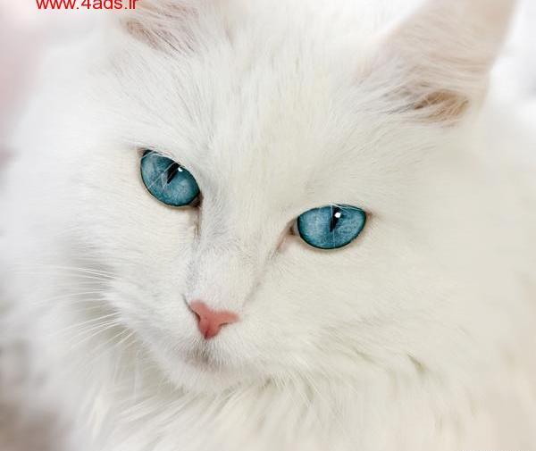عکس گربه چشم آبی سفید