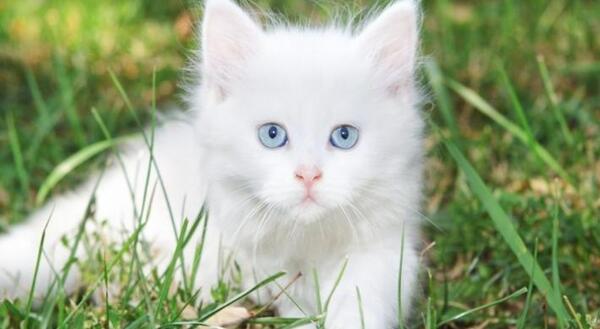 عکس گربه چشم آبی سفید