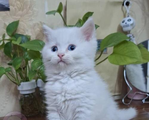عکس بچه گربه چشم آبی