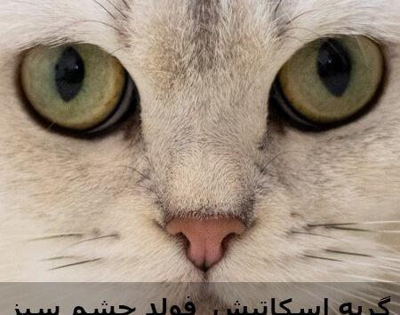 عکس بچه گربه چشم آبی