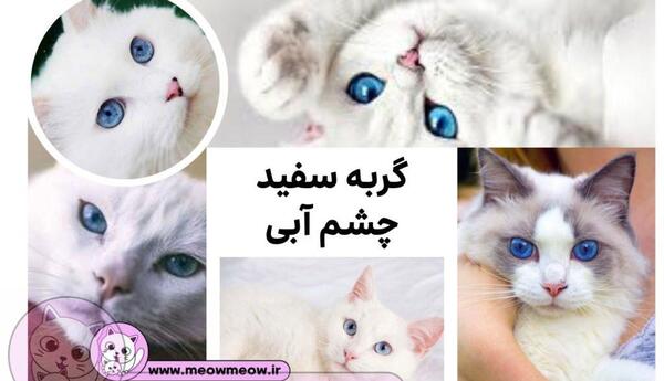 عکس گربه پرشین چشم آبی