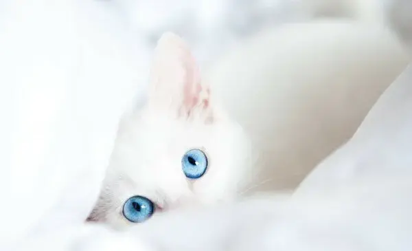 عکس گربه پرشین چشم آبی