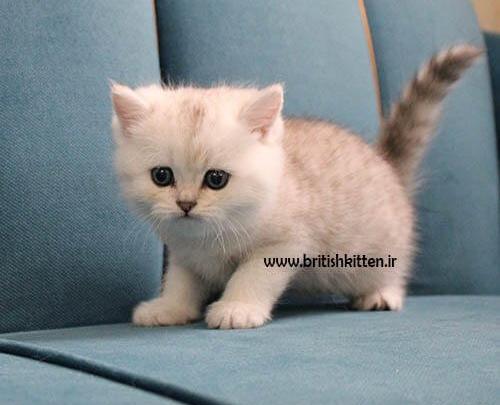 عکس گربه ی چشم آبی