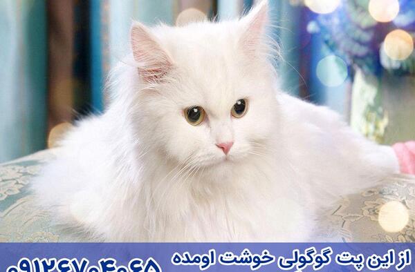 عکس گربه پرشین سفید چشم آبی