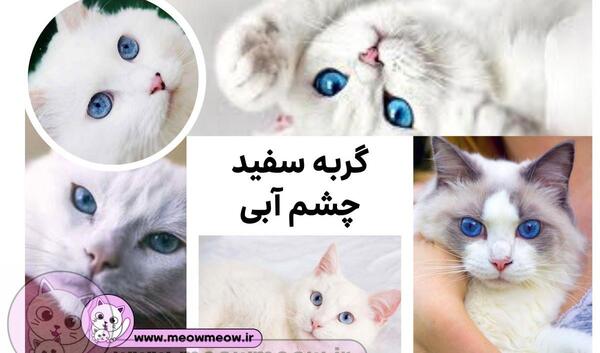 عکس گربه سفید با چشم آبی