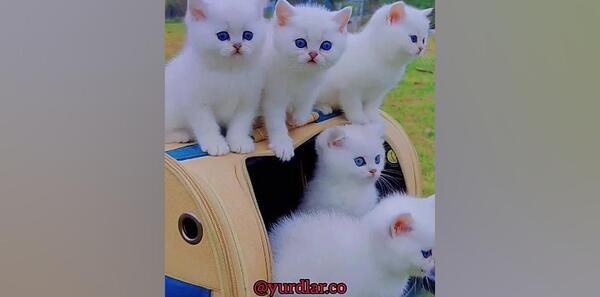 عکس گربه سفید با چشم آبی