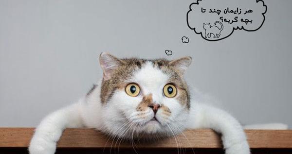 عکس گربه ی حامله