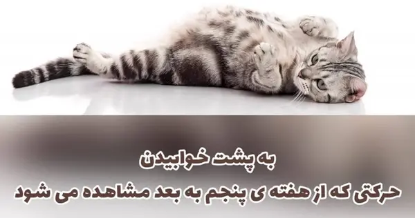 عکس گربه ی حامله