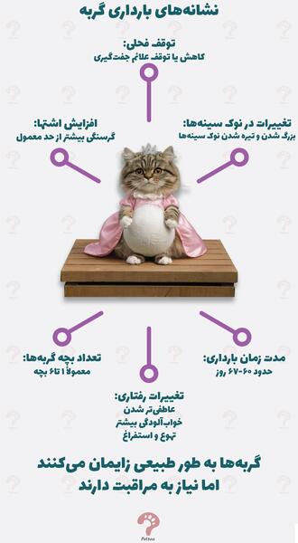 عکس گربه ی حامله