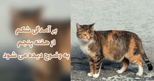 عکس گربه ی حامله