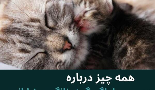 عکس گربه ی حامله