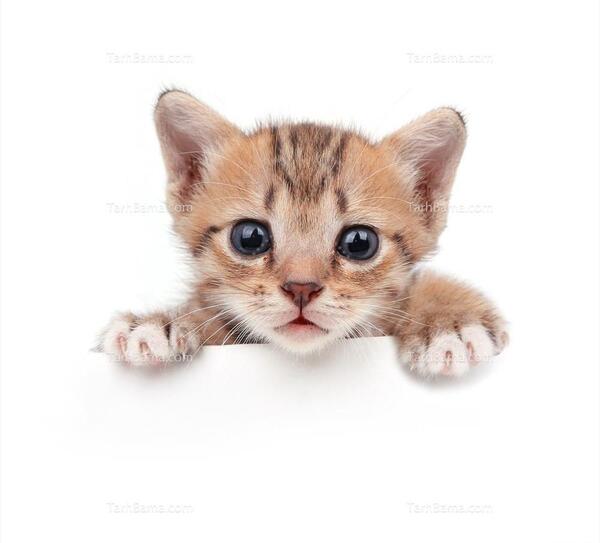 عکس گربه و حیوانات