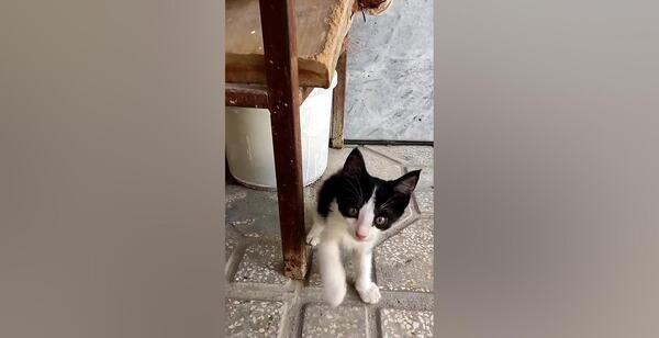عکس گربه در حیاط
