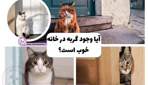 عکس گربه در حیاط خانه