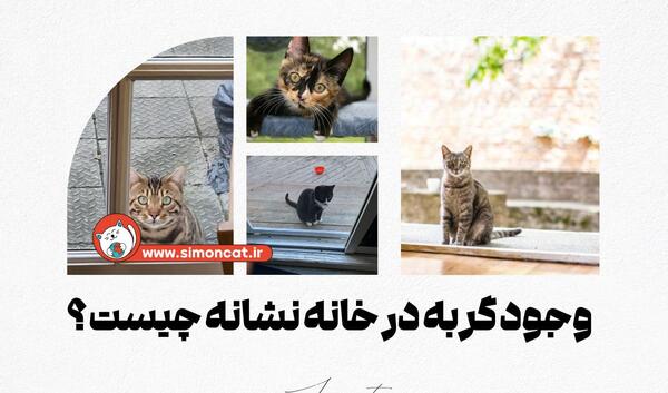 عکس گربه در حیاط خانه