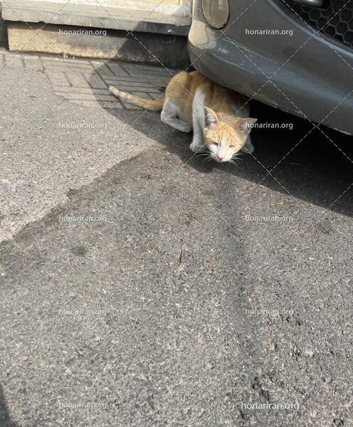 عکس گربه با حوله