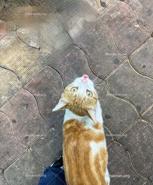 عکس گربه با حوله