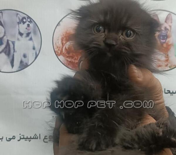 عکس گربه خانگی سیاه