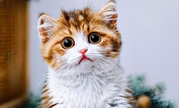 عکس گربه خانگی خوشگل