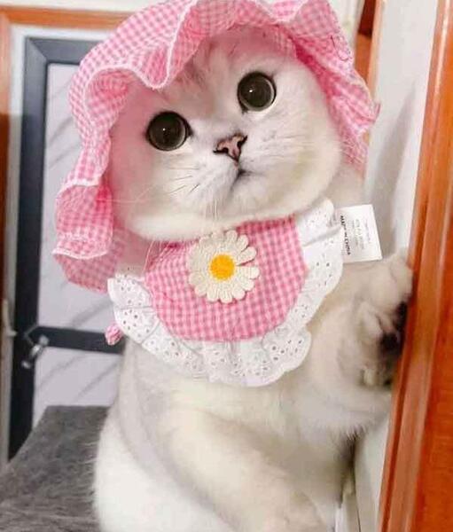 عکس گربه خانگی خوشگل
