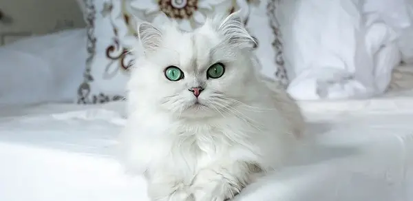 عکس گربه پرشین خانگی