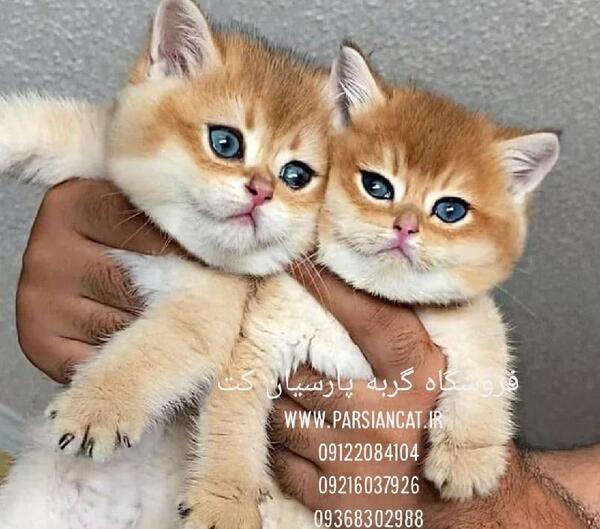 عکس گربه پرشین خانگی